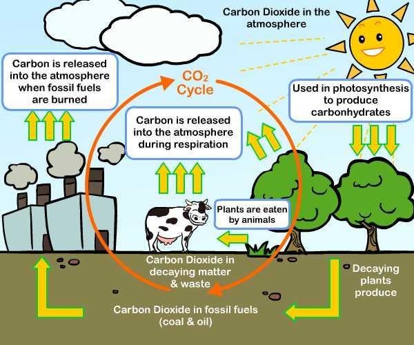 Fossil fuels such as coal,oil and gas are burned during this cycle-example-1