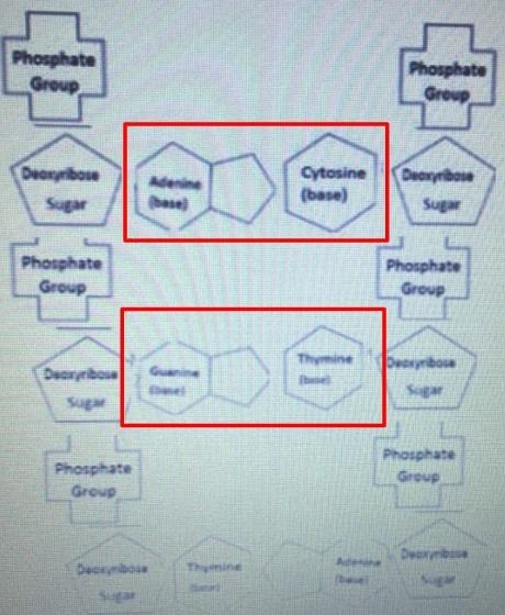 What is wrong with this DNA molecule?-example-1