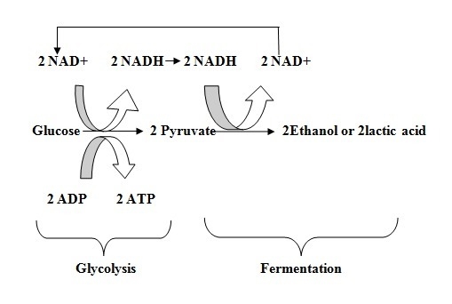 1) which is a role of cellular respiration in cycling materials between the atmosphere-example-1