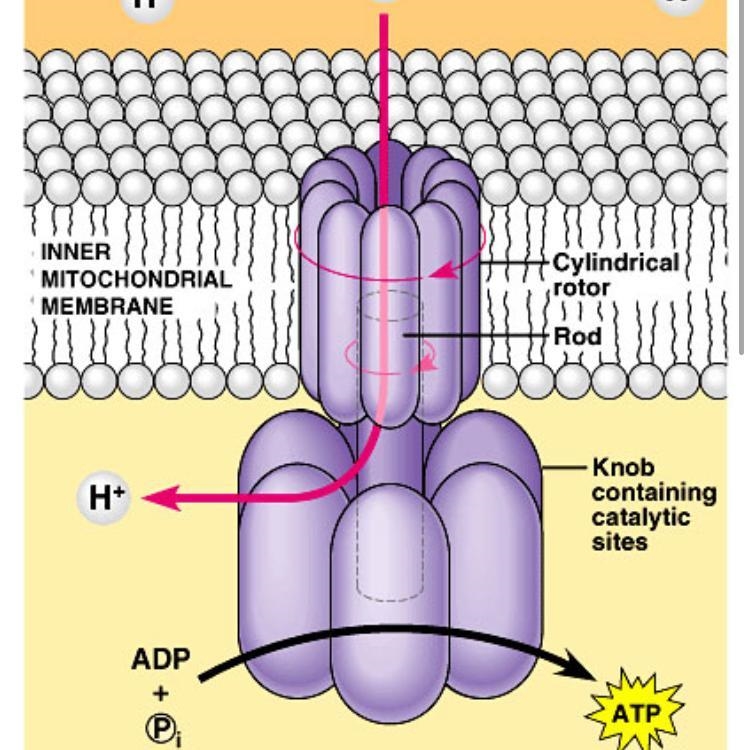 What drives the atp synthase reactions that produce atp-example-1