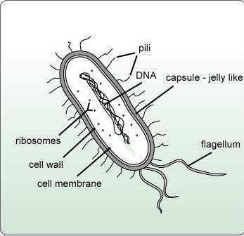 Which image is a correctly labeled prokaryotic cell?-example-1