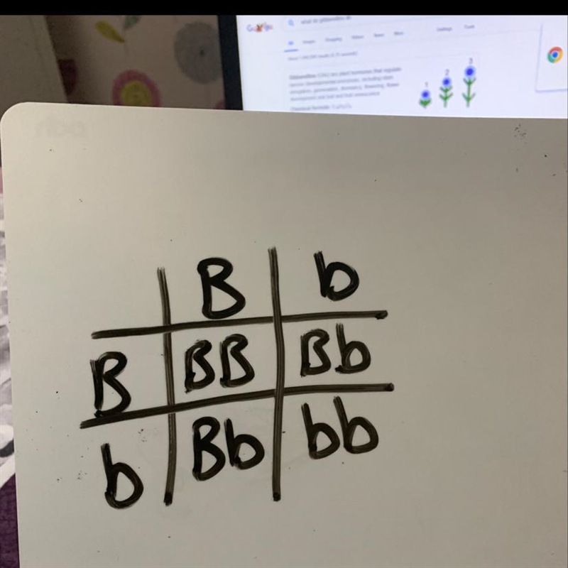 Punnet square with brown eyes and blue eyes-example-1