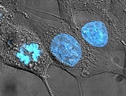 1. List the three parts of the Cell Theory: HELP PLEASE-example-1