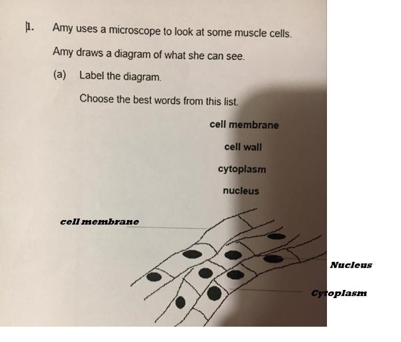 Amy uses a microscope to look at some muscle cells. Amy draws a diagram of what she-example-1