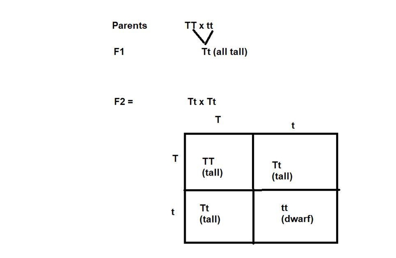 What can be expected for the recessive trait of monohybrids from the F2 generation-example-1