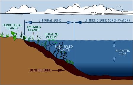 Large plants are most likely to be found in the - zone of a lake. O A. benthic B. limnetic-example-1