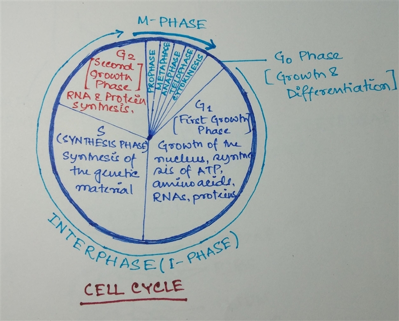 This is the period of cell life during interphase between the synthesis of new genetic-example-1