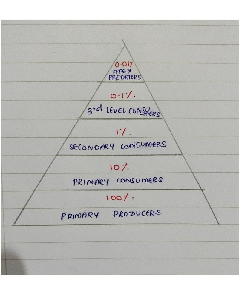 5. What is the diagram that shows how much energy is available at each level of a-example-1