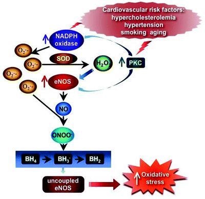 Some disorders, such as hypercholesterolemia, are related to a failure in what osis-example-1