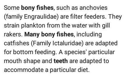 Are teeth numerous in jaws of bony fishes?-example-1