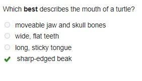 Which best describes the mouth of a turtle? moveable jaw and skull bones wide, flat-example-1