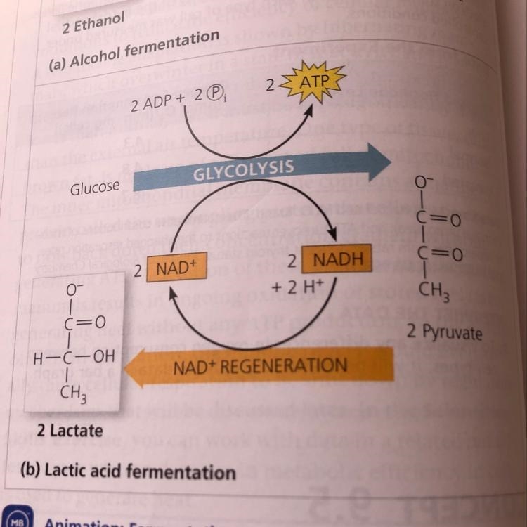 3. What's the waste product of electrons and pyruvate combining in fermentation?-example-1