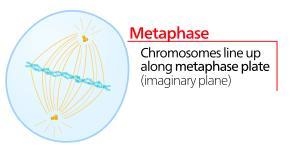 Which image in the onion root tip is an example of metaphase-example-1