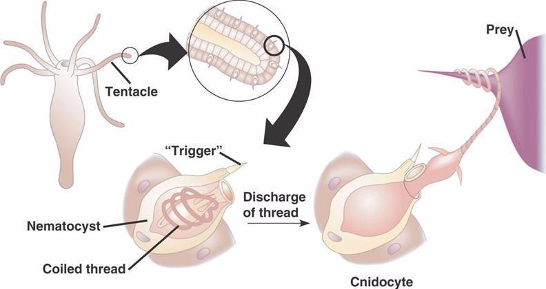 5. Cnidaraians have nematocysts that serve which two functions?-example-1