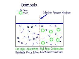 Which process does osmosis involve-example-1