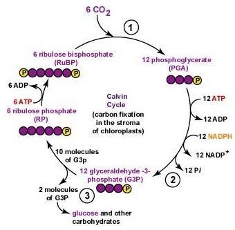 Which energy carrier directly supplies the Calvin cycle? A. ATP and NADPH B. Photons-example-1