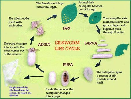 Diagram of life cycle of worm.-example-1