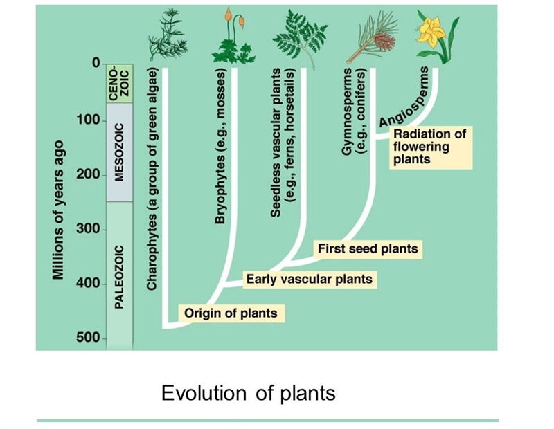 Diagram of the evolution of land plants?-example-1