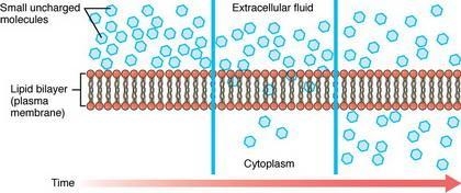 Which of the following should pass most easily through the plasma membrane? A. A protein-example-1