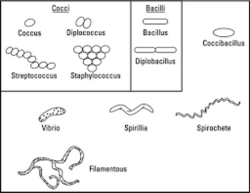 How is the shape of a cell defined?-example-1