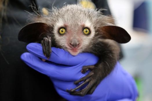 What type of animal is aye aye​?-example-1