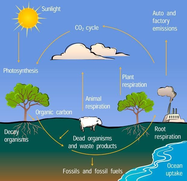 How is energy transferred between stages of the carbon cycle-example-1