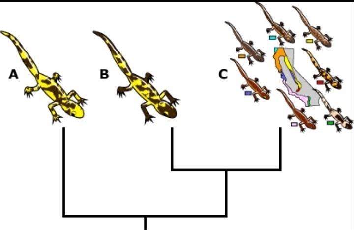 50 points!!! please define the philogenetic species concept and please explain it-example-1