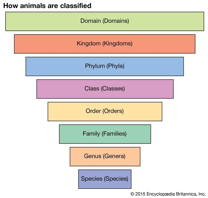 Originally, scientists classified organisms into five kingdoms based, in part, on-example-1