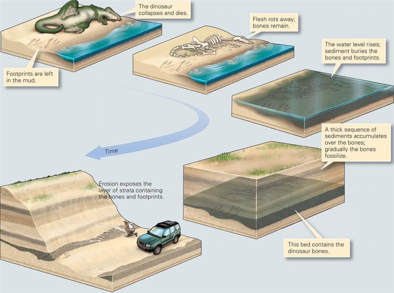 How do most fossils form? Be sure to explain your answer.-example-1