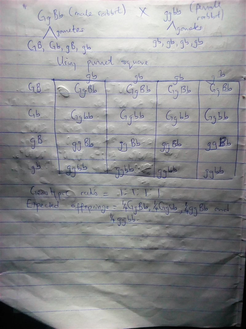 A male rabbit with genotype GgBb x with a female rabbit with genotype ggbb. Show the-example-1