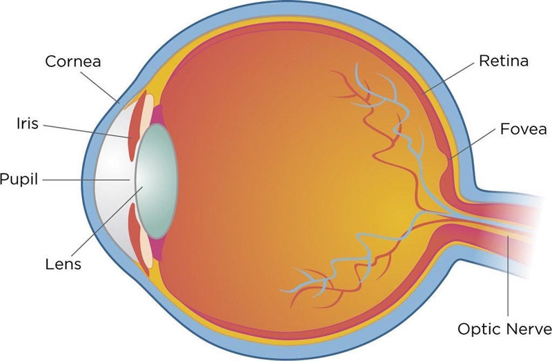 Write a 200 word report on the parts of the eye and how the eye works.-example-1