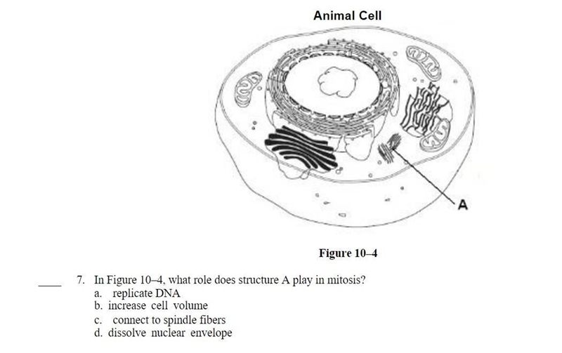 Figure 10-4 49 replicate DNA a In Figure 10-4. what role does structure A play in-example-1