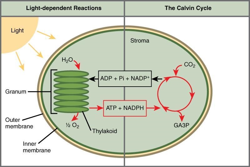 What are the end products of the light-dependent reactions that need the presence-example-1