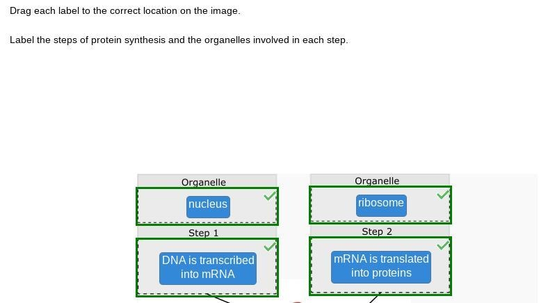 Label the steps of protein synthesis and the organelles involved in each step. endoplasmic-example-1