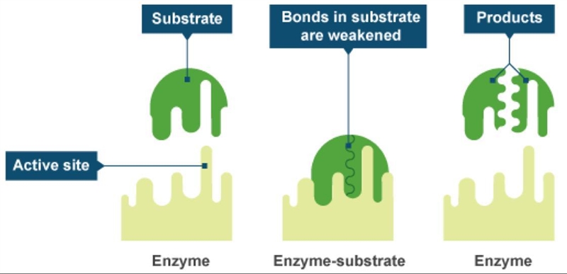 Describe why an enzyme is specific.-example-1