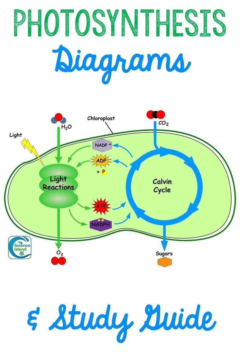 What is the process of photosynthesis???​-example-1