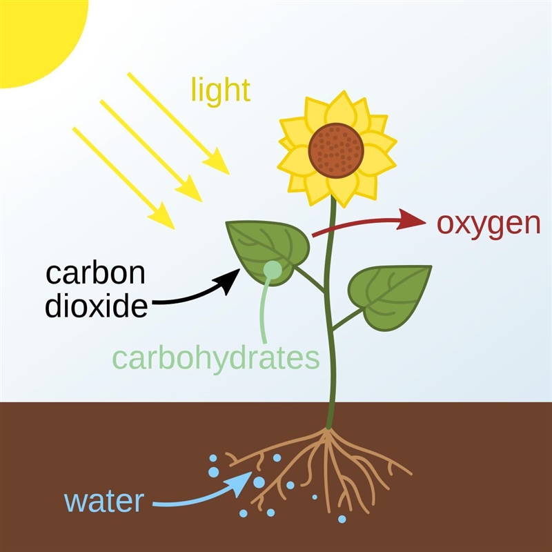 WHY IS CARBON IMPORTANT IN CYCLE OF NATURE-example-1