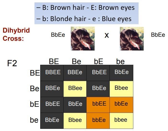 Which genotype below represents a dihybrid individual? bbee BBee BbEe bbEE-example-1