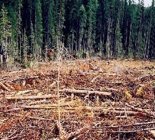 Cutting down forests changes the populations of more than trees. Imagine the organisms-example-1