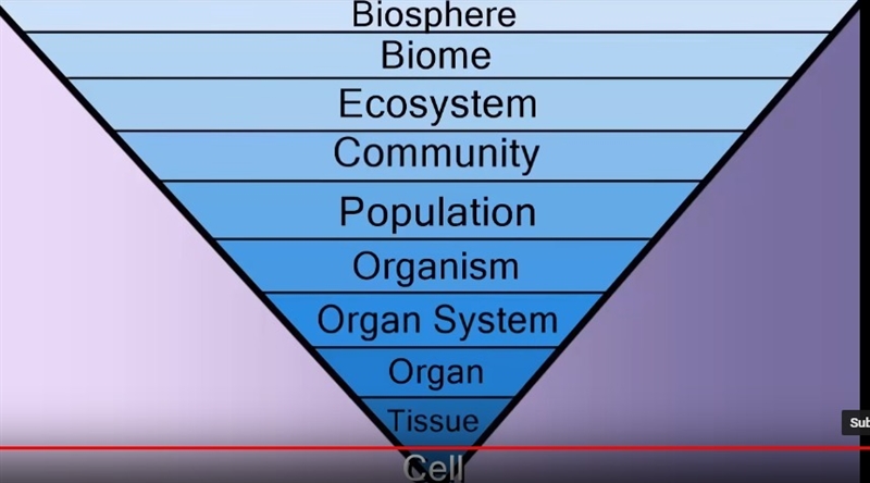 What additional levels of organization are in multicellular organisms-example-2