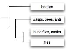 Based on the cladogram, if moths undergo complete metamorphosis, we would MOST LIKELY-example-1