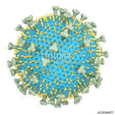 What does a 3D Model of the Epstein Barr Virus look like and how is it look inside-example-1