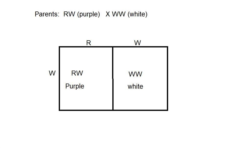 In radishes, the gene that controls color exhibits incomplete dominance. Pure-breeding-example-1