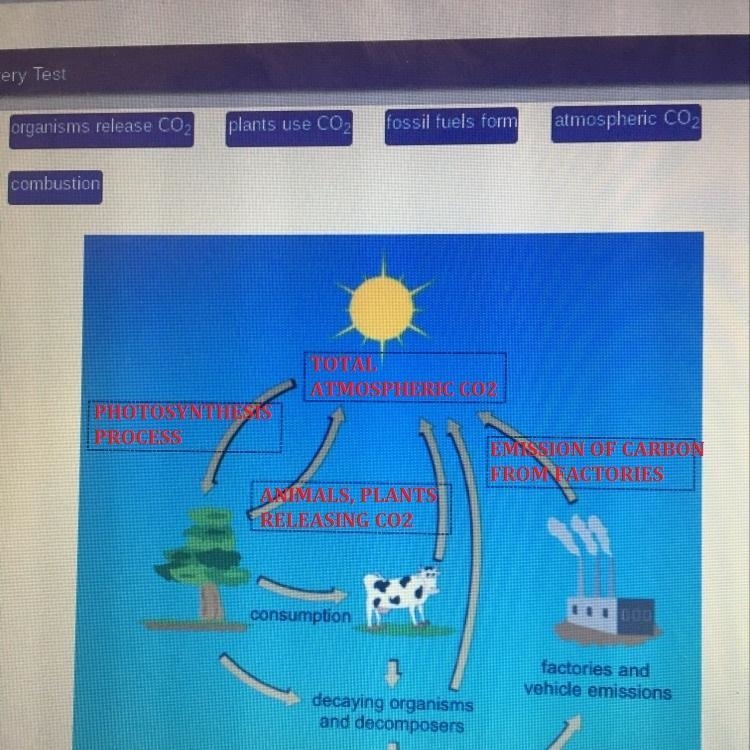 Identify the remaining processes and components of the carbon cycle-example-1