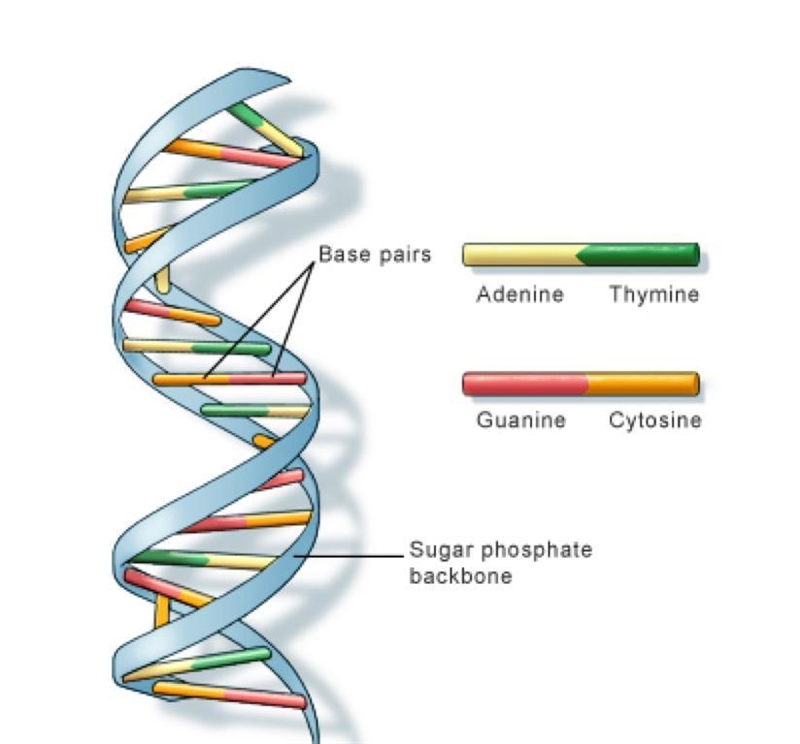 What is the shape of a DNA molecule-example-1