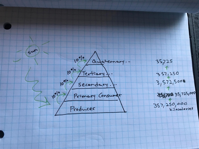 PLS HELP ASAP Assume that 357,250,000 kilocalories are available at the producer level-example-1