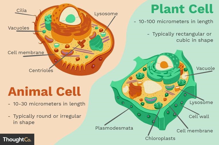 The cell theory applies to all organisms, including the 5 shown in the picture. Which-example-1