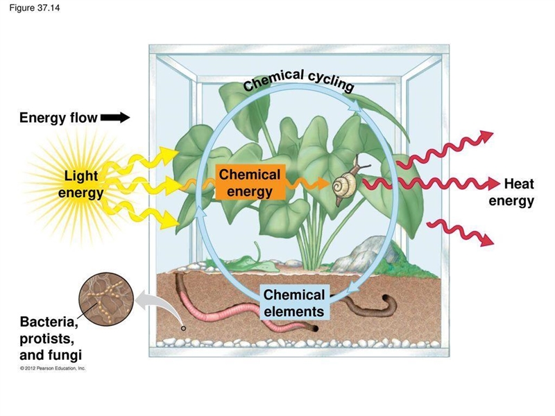 How does energy flow in this terrarium? Draw arrows to show how light energy, Chemical-example-1