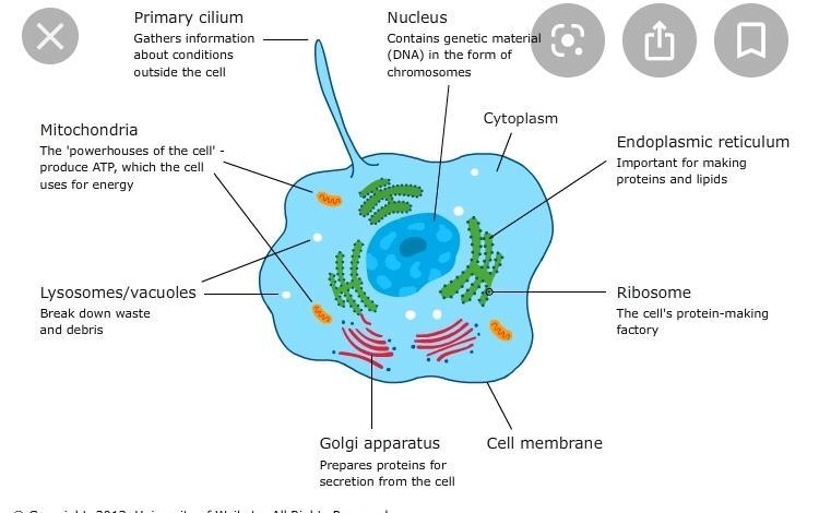 Question: What functions do the organelles in a plant cell perform? 1. Label: Locate-example-1