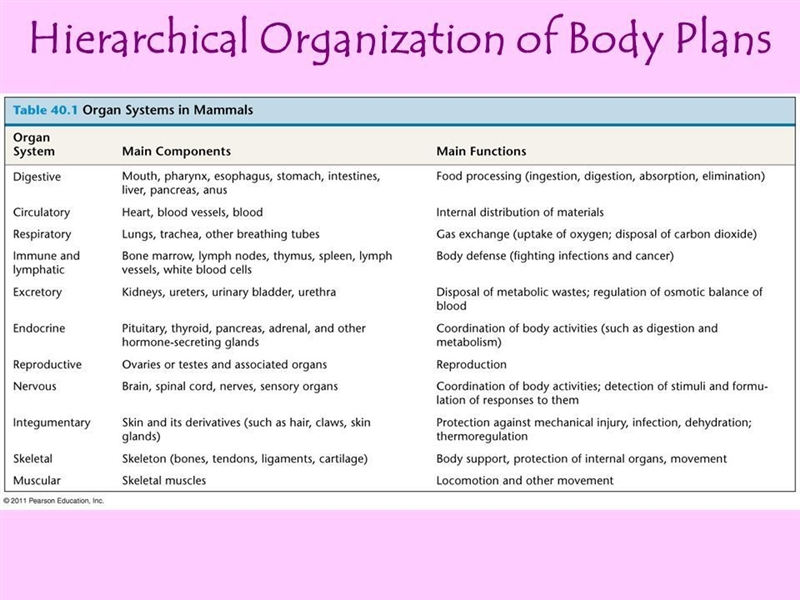 Help please!!! I give Brainliast please help Use a model (graphic organizer, analogy-example-1